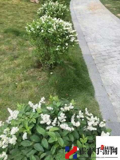 浓精浇灌小白花和普通版对比